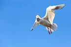 common black-headed gull