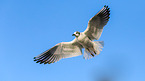 common black-headed gull