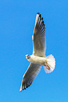 common black-headed gull