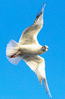 common black-headed gull