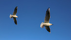 common black-headed gulls