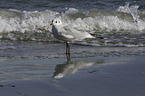 common black-headed gull