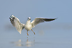 common black-headed gull