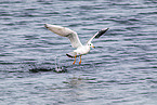 common black-headed gull