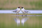 common gulls