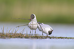 common gulls