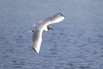 common black-headed gull