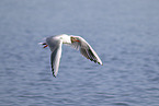 common black-headed gull