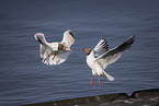 black-headed gull