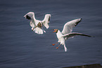 black-headed gull