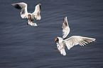 black-headed gull