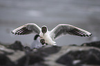 black-headed gull