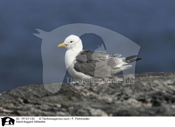 Dreizehenmwe / black-legged kittiwake / FF-01130