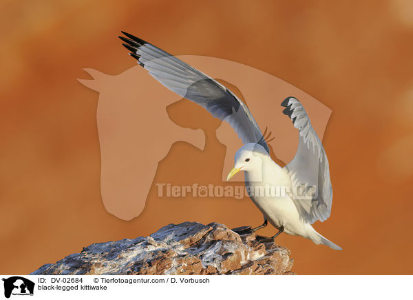 Dreizehenmwe / black-legged kittiwake / DV-02684