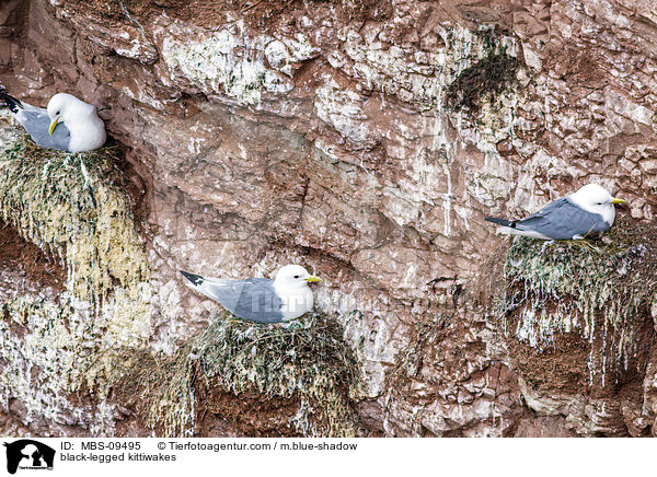 Dreizehenmwen / black-legged kittiwakes / MBS-09495