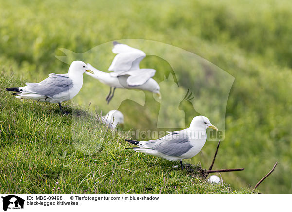 Dreizehenmwen / black-legged kittiwakes / MBS-09498