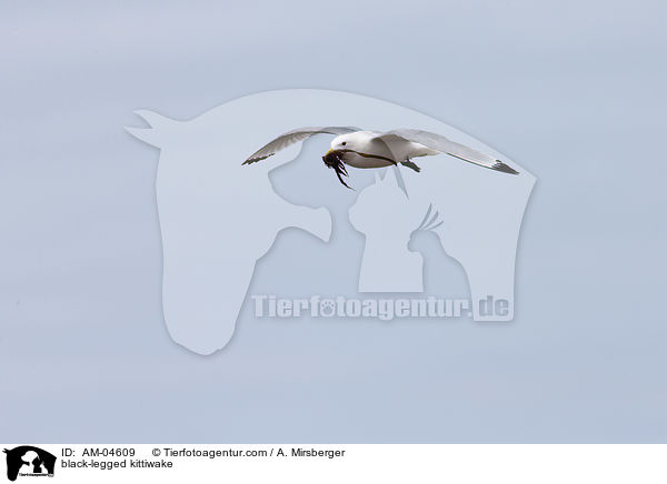 Dreizehenmwe / black-legged kittiwake / AM-04609