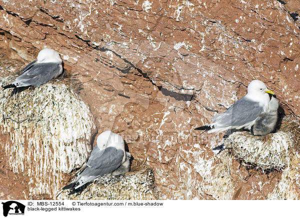 Dreizehenmwen / black-legged kittiwakes / MBS-12554