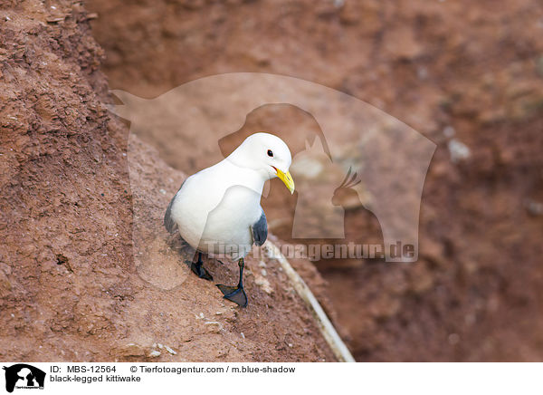 Dreizehenmwe / black-legged kittiwake / MBS-12564