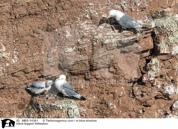 Dreizehenmwen / black-legged kittiwakes / MBS-14381