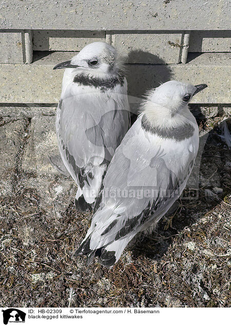 black-legged kittiwakes / HB-02309