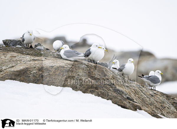 Dreizehenmwe / black-legged kittiwake / MAW-01170