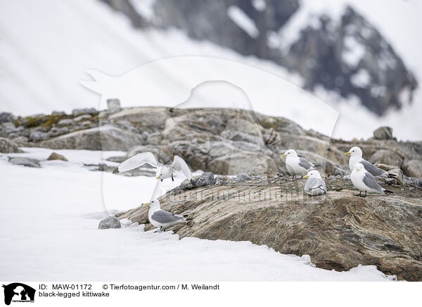 Dreizehenmwe / black-legged kittiwake / MAW-01172