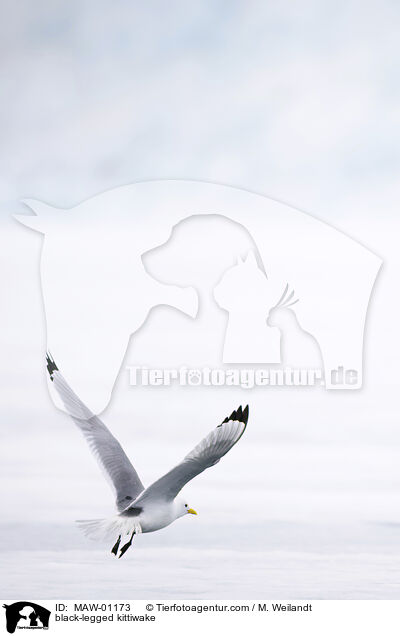 Dreizehenmwe / black-legged kittiwake / MAW-01173