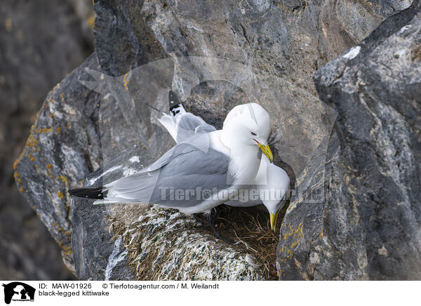 Dreizehenmwe / black-legged kittiwake / MAW-01926