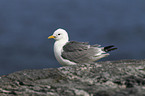 black-legged kittiwake