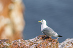 black-legged kittiwake