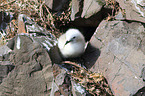 black-legged kittiwake