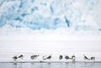 black-legged kittiwake