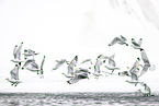 black-legged kittiwake