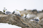 black-legged kittiwake