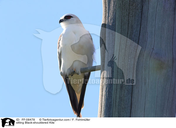 sitting Black-shouldered Kite / FF-08478