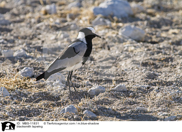 Waffenkiebitz / blacksmith lapwing / MBS-11831