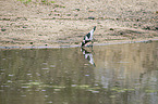 standing Blacksmith Lapwing