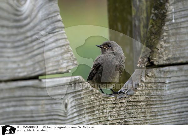 junger Hausrotschwanz / young black redstart / WS-09684