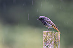 black redstart