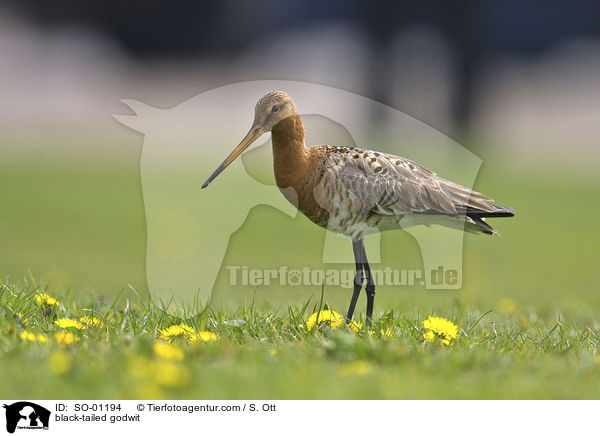 black-tailed godwit / SO-01194