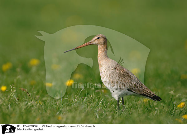 Uferschnepfe / black-tailed godwit / DV-02039