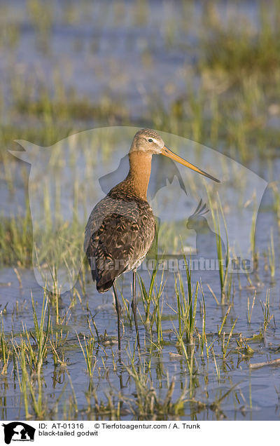 Uferschnepfe / black-tailed godwit / AT-01316