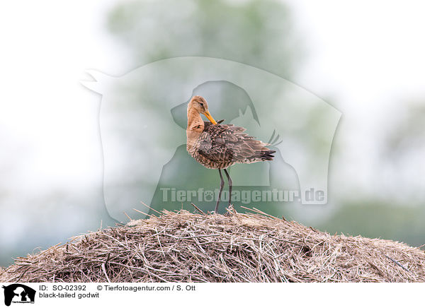 Uferschnepfe / black-tailed godwit / SO-02392