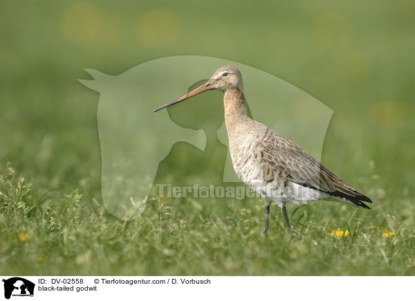 Uferschnepfe / black-tailed godwit / DV-02558