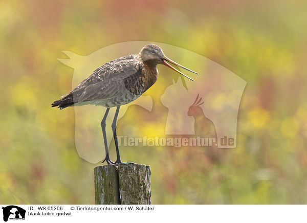 Uferschnepfe / black-tailed godwit / WS-05206