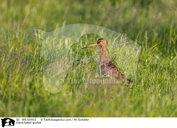 Uferschnepfe / black-tailed godwit / WS-05402