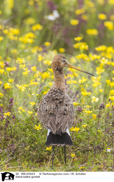 Uferschnepfe / black-tailed godwit / WS-05403