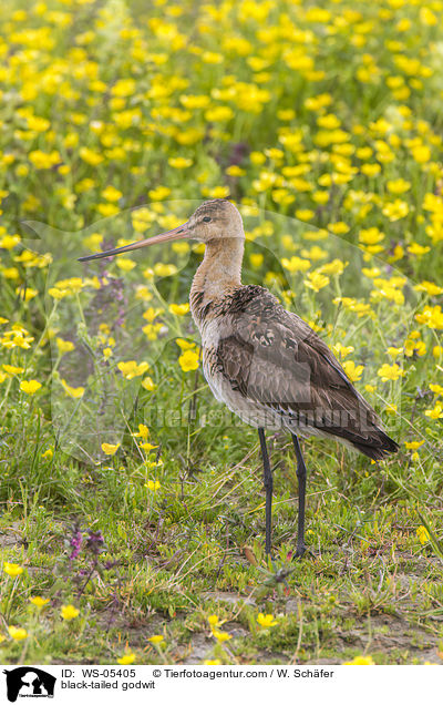 Uferschnepfe / black-tailed godwit / WS-05405