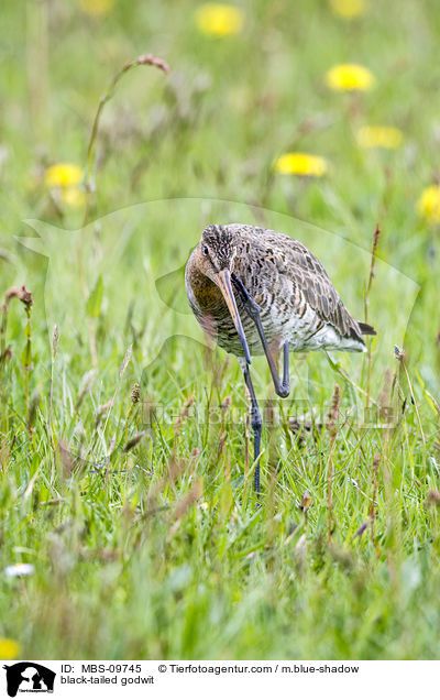 Uferschnepfe / black-tailed godwit / MBS-09745